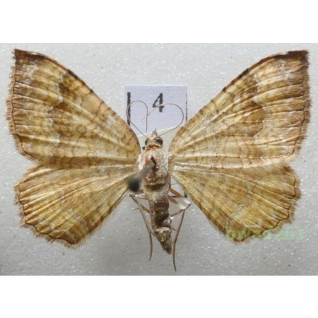 Camptogramma bilineata (Linnaeus, 1758) Czech4